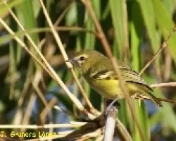 Vireo carmioli