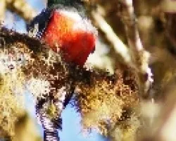 Trogon aurantiiventris (Trogón Ventrianaranjado)