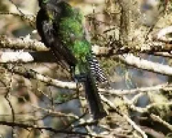 Trogon aurantiiventris (Trogón Ventrianaranjado)