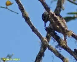 Picoides villosus