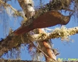 Lepidocolaptes affinis?