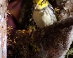 Dendroica virens