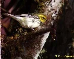 Dendroica virens