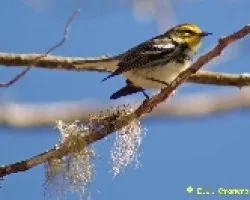 Dendroica virens