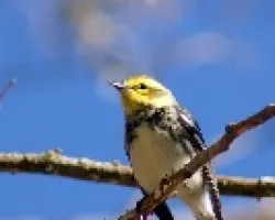 Dendroica virens