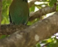 Momotus momota - Momoto Com?n, P?jaro Bobo