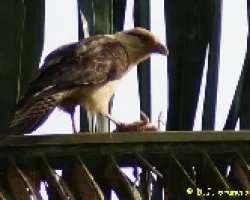 Milvago Chimachima