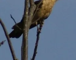Milvago chimachima - Yellow-headed Caracara