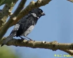 Sporophila americana - Variable Seedeater (Macho del Pac?fico)