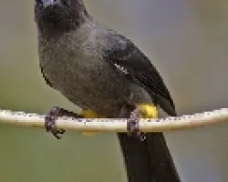 Pselliophorus tibialis - Yellow-thighed Finch