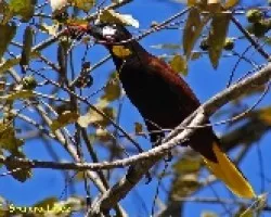 Psarocolius montezuma - Montezuma Oropendola