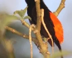 Ramphocelus costaricensis (Macho)