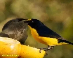 Euphonia hirundinacea - MACHO