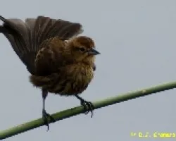 Agelaius phoeniceus - Hembra?
