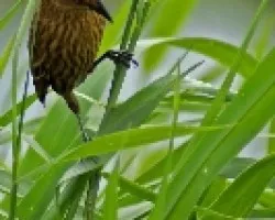  Agelaius phoeniceus - Hembra?