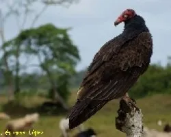 Cathartes aura