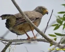 Especie?
