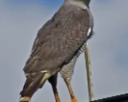 Buteo nitidus?