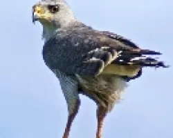 Buteo nitidus?