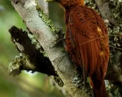 Celeus castaneus (Hembra)