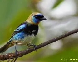 Tangara larvata