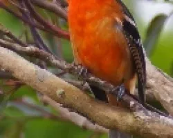 Piranga bidentata 