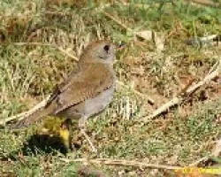 Catharus gracilirostris