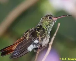 Amazilia tzacatl