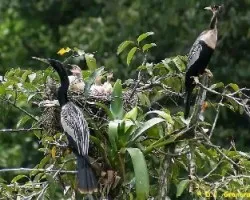 Anhinga anhinga