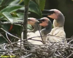 Anhinga anhinga