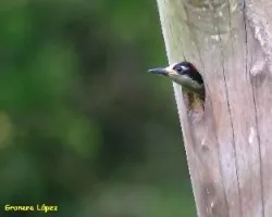 Melanerpes pucherani: PICHON