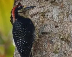 Melanerpes pucherani - MACHO