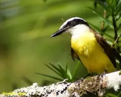 Pitangus sulphuratus