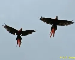 En vuelo ascendente