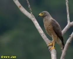 Gavil?n Chapulinero