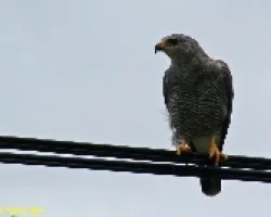 Gavil?n Pollero, Gavil?n Gris