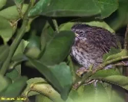 Tratando de dormir