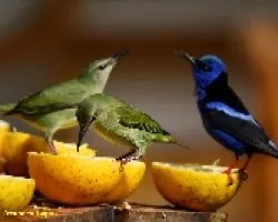 Pareja (bueno, tr?o) de Mieleros Patirrojo aliment?ndose