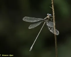 Libélula