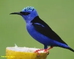 Mielero Patirrojo, Picudo, Trepador, Tucuso