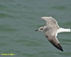 Gaviota?