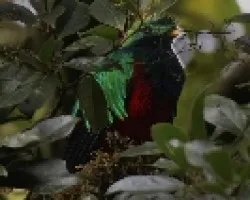 Pharomachrus mocinno