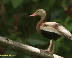 Dendrocygna autumnalis