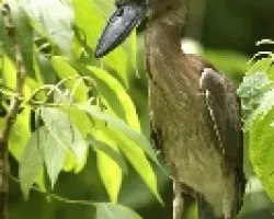 Cochlearius cochlearius
