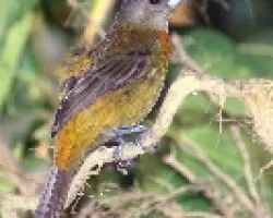 Ramphocelus costaricensis - HEMBRA