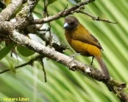 Ramphocelus passerinii - HEMBRA