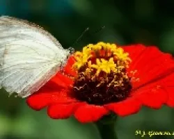 Mariposa