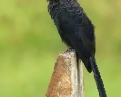 Garrapatero Piquiestriado o Azurcado, Tijo, Zopilotillo