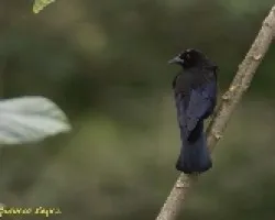 Molothrus aeneus