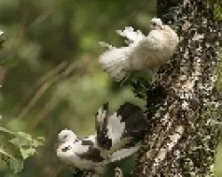 Pareja de Palomas